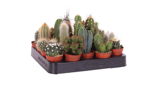Mixed Cactus Collection – 5.5cm Pot