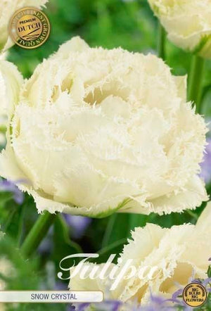 Tulip ‘Fringed Double Snow Crystal’ Flower Bulbs – 7 Bulbs