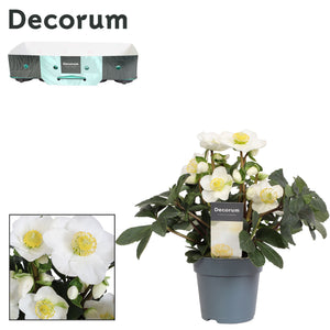 White Christmas Rose (Helleborus) – 12cm Pot