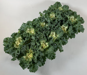 White Ornamental Brassica – 10.5cm Pot