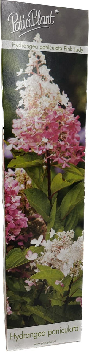 Panicle Hydrangea ‘Pink Lady’ (Hydrangea paniculata) – 9cm Pot