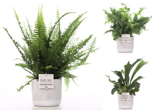 Mixed Green Fern in Jade Ceramic Pot – 12cm