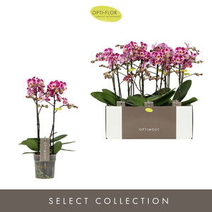 Purple Phalaenopsis Orchid – 3 Stem, 12cm Pot