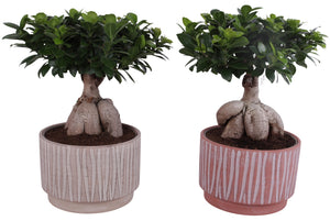 Ficus Ginseng Bonsai – 26cm Ceramic Pot