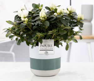 White Azalea (Rhododendron simsii) – 12cm Ceramic Pot