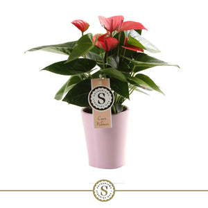 Pink Anthurium ‘Champion’ – 9cm Ceramic Paris Pot