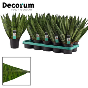 Sansevieria Zeylanica Fan – 12cm Pot