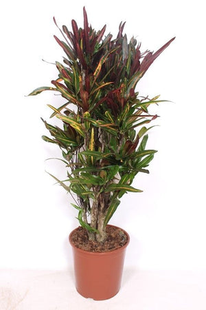 Large-Leaved Croton (Codiaeum variegatum) – 30cm Pot