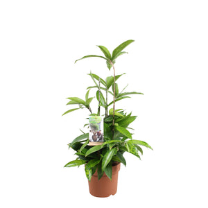 Dracaena Surculosa Green Houseplant – 17cm Pot