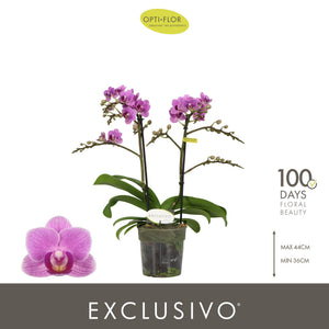 Purple Phalaenopsis Orchid ‘Violet Queen’ – 12cm Pot