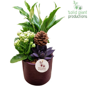 Purple Echeveria Arrangement – 13cm Ceramic Pot
