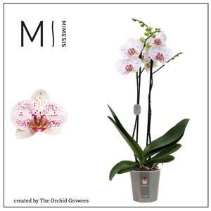 White Phalaenopsis Orchid – 2 Stem, 12cm Pot