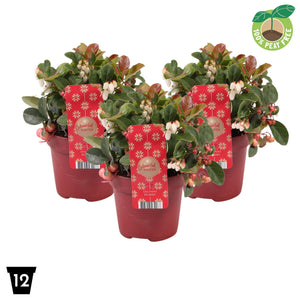 Big Berry Gaultheria – 12cm Pot