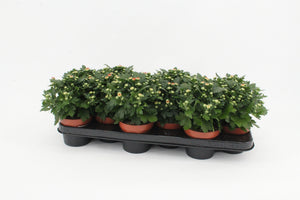 Peach Chrysanthemum – 10.5cm Pot