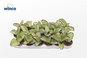 Kalanchoe tomentosa synsepala – 8.5cm Pot