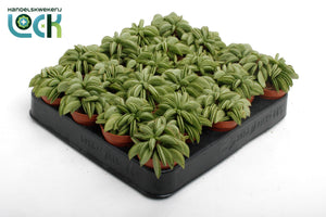 Peperomia ‘Happy Bean’ Houseplant – 5.5cm Pot