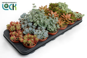 Mixed Succulent Plant – 8.5cm Pot