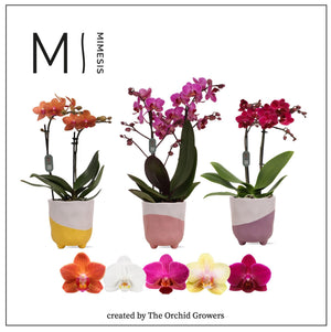 Mixed Phalaenopsis Orchid – 2 Stem, 12cm Ceramic Pot