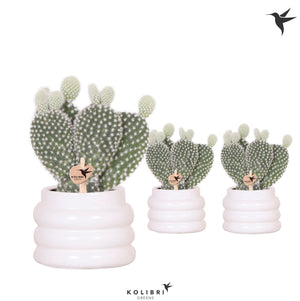 Bunny Ears Cactus (Opuntia microdasys albispina) – 6cm Pot