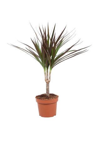 Dragon Tree (Dracaena marginata) – 12cm Pot, 45cm High