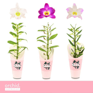 Mixed Dendrobium Nobile Orchid – 12cm Pot