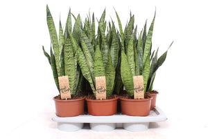 Snake Plant (Sansevieria zeylanica) – 17cm Pot, 65cm High