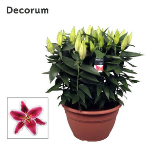 Pink Oriental Lily ‘Starlight Express’ (Lilium) – 35cm Pot