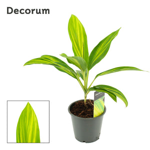 Cordyline ‘Vanilla Queen’ – 12cm Pot