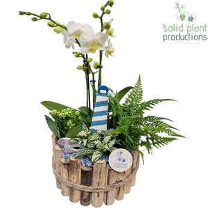 Large Maritime Houseplant Arrangement – 23cm Wooden Pot
