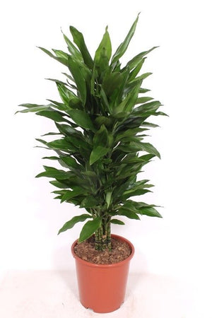 Janet Lind Corn Plant (Dracaena fragrans) – 27cm Pot