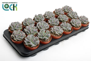 Echeveria 'Monica' Succulent – 8.5cm Pot