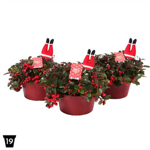 Gaultheria Big Berry with Snowflake Pick – 19cm Pot