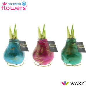 Waxed Hippeastrum ‘Jupiter’ Amaryllis Bulb