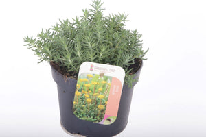 Reflexed Stonecrop (Sedum reflexum) – 13cm Pot