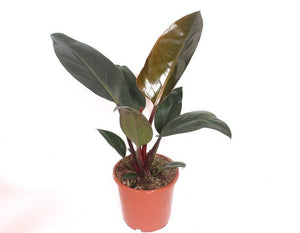 Philodendron Congo Red – 17cm Pot, Approx. 70cm High