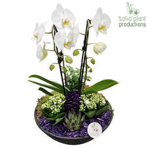Purple Deluxe Autumn Arrangement – 32cm Terracotta Pot (Approx. 55cm)