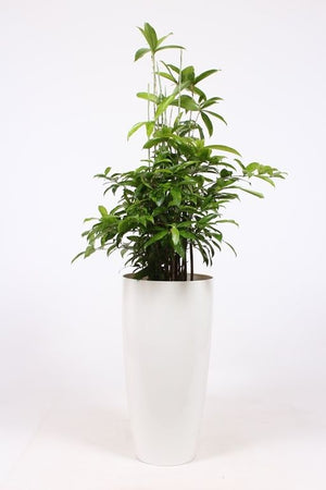 Dracaena Surculosa Bush Tree – 33cm Pot, 140cm High