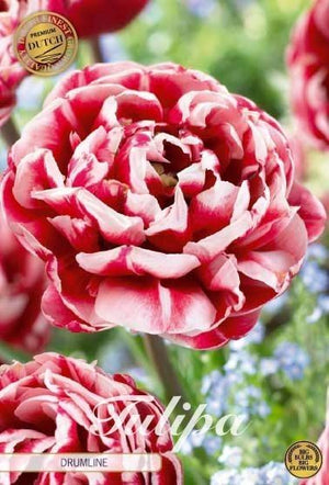 Tulip ‘Drumline’ Double Late Flower Bulbs – 7 Bulbs