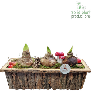 Large Brown Bark Amaryllis Arrangement – 44cm