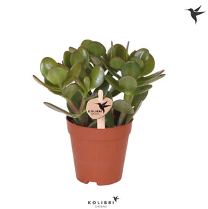 Jade Plant (Crassula ovata) – 9cm Pot