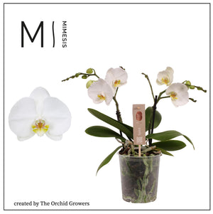White Phalaenopsis Orchid – 3 Stem, 12cm Pot