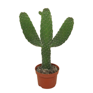 Prickly Pear Cactus (Opuntia) – 13cm Pot, 35cm High