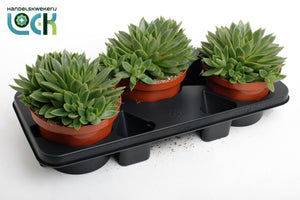Echeveria Agavoides Succulent – 17cm Pot