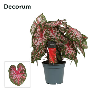 Caladium ‘Carolyn Whorton’ – 17cm Pot, 40cm High