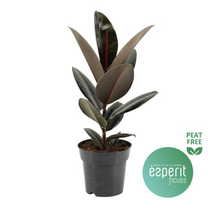 Abidjan Rubber Plant (Ficus elastica) – 17cm Pot, 55cm High