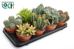 Mixed Cactus Collection – 12cm Pot