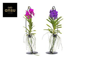 Vanda Orchid – 15cm Pot, Approx. 70cm High