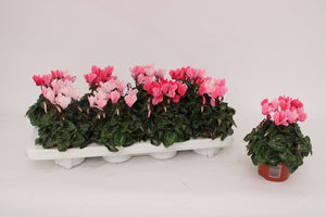 Salmon Pink Cyclamen persicum – 10.5cm Pot