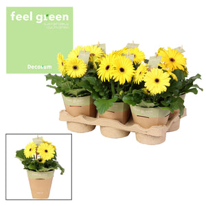 Yellow Gerbera Flowering Houseplant – 12cm Pot