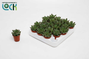 Echeveria 'Mexico' Succulent – 5.5cm Pot